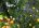 Biodynamic Gardening