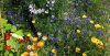 Biodynamic Gardening